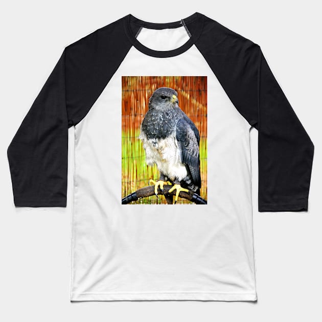 Chilean Eagle Black Chested Buzzard Baseball T-Shirt by AndyEvansPhotos